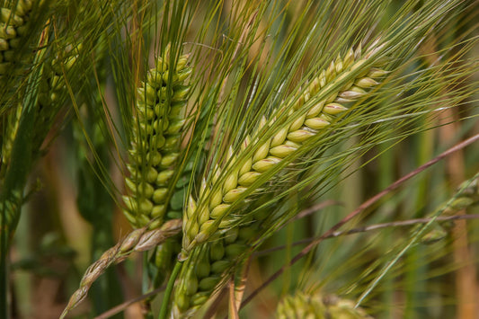 Insane in the Grains! by Rachael Afra